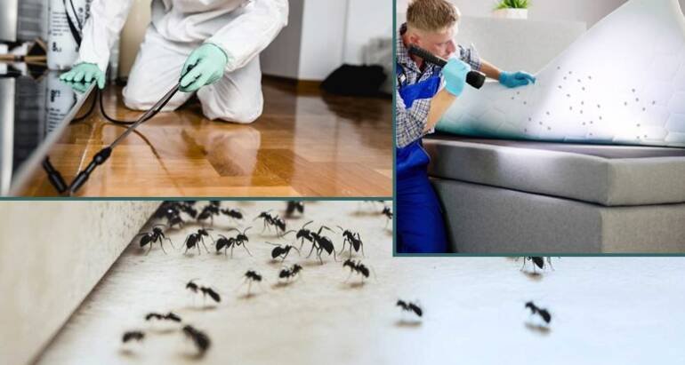 Fast Bugs & Pest Removal